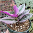 Tradescantia Nanouk Pink Wandering Dude Houseplant Fresh Garden
