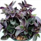 Tradescantia Pallida Purple Heart Wandering Dude Houseplant Fresh Garden