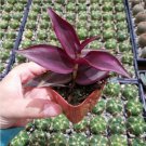Tradescantia Zebrina Violet Wandering Dude Houseplant Fresh Garden
