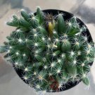 Trichodiadema Densum Mini Desert Rose Comes In A 2.5  Pot Fresh Garden