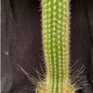Trixantocereus Blossfeldiorum Cactus Plant Fresh Garden