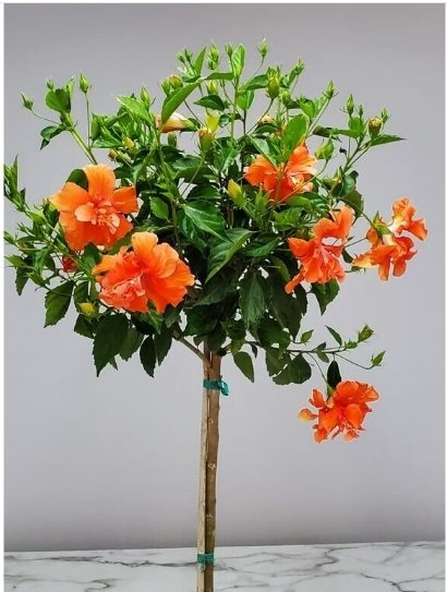 TROPICAL DOUBLE ORANGE HIBISCUS LIVE PLANT 2 CUTTING STEMS
