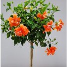 TROPICAL DOUBLE ORANGE HIBISCUS LIVE PLANT 2 CUTTING STEMS