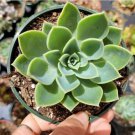 Winter Season Pot - Ceramic Planter Fresh Garden