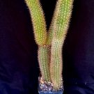 Winterocereus Aureispinus Cactus Plant Fresh Garden