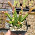 Variegated String Of Pearls Senecio Rowleyanus Succulent Plant Fresh Garden