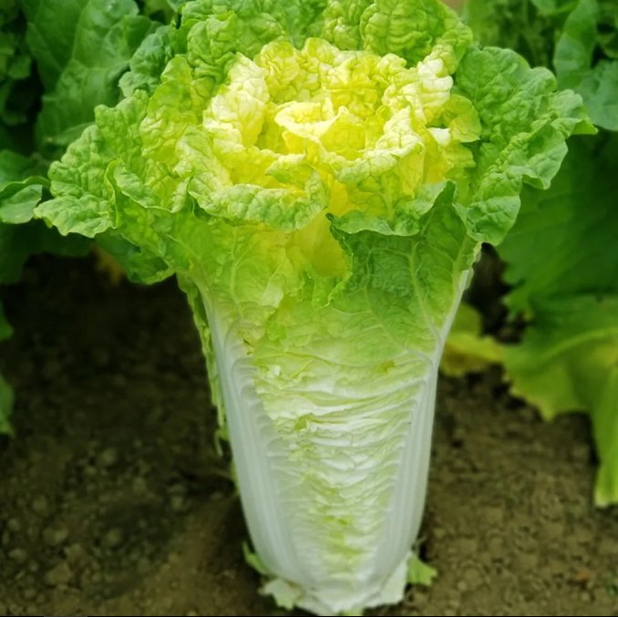 1000 seeds Growing Yellow Heart Chinese Cabbage