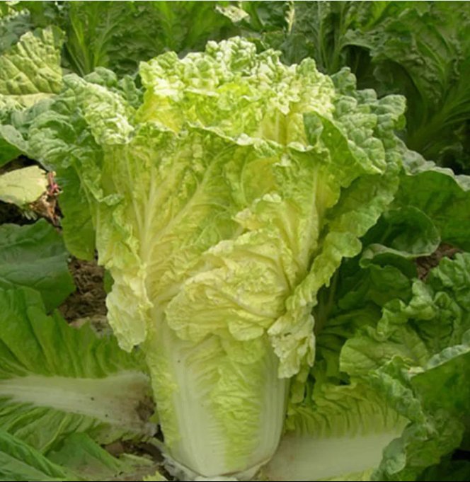 1000 seeds Growing Yellow Heart Chinese Cabbage