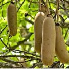 Balam Kheera Powder Phal Balam Khira Fruit Kigelia Africana balam khira Churn