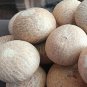 Supari big nuts whole areca nut Betel Nuts