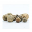 Gall Oak Aleppo oak Masikai Magic Nut Downy Oak Mayakku Mayaphal, MANJUPHAL