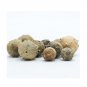 Gall Oak Aleppo oak Masikai Magic Nut Downy Oak Mayakku Mayaphal, MANJUPHAL