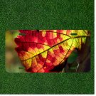 Creative License Plate Auto Tag With Nice Colorful Leaf Design
