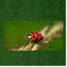 Creative License Plate Auto Tag With Lady Bug On Top Of Object View
