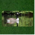 Creative License Plate Auto Tag With Duck In Pond Swimming View