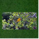 Creative License Plate Auto Tag With Yellow Bird In Trees View