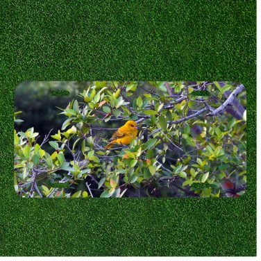 Creative License Plate Auto Tag With Yellow Bird In Trees View