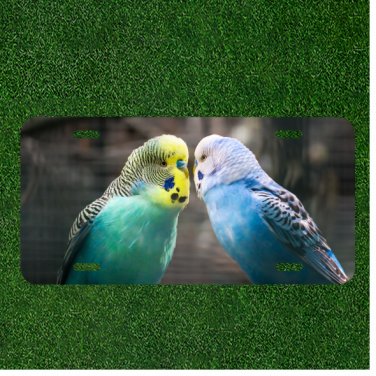 Creative License Plate Auto Tag With Two Blue Parrot Like Birds View