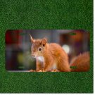 Creative License Plate Auto Tag With Amazing Cute Squirrel Design