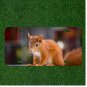 Creative License Plate Auto Tag With Amazing Cute Squirrel Design