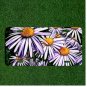 Custom Personalized License Plate Auto Tag With Stunning White Sunflower Design
