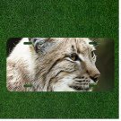 Custom Personalized License Plate Auto Tag With Gorgeous Cat Close Up Design
