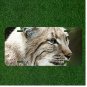 Custom Personalized License Plate Auto Tag With Gorgeous Cat Close Up Design
