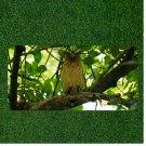 Creative License Plate Auto Tag With Amazing Owl On Branch Design