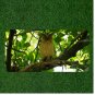 Creative License Plate Auto Tag With Amazing Owl On Branch Design