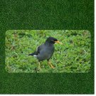 Creative License Plate Auto Tag With Black Bird On Grass View