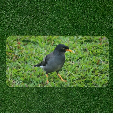 Creative License Plate Auto Tag With Black Bird On Grass View