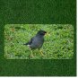 Creative License Plate Auto Tag With Black Bird On Grass View