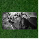 Creative License Plate Auto Tag With Dog In Black And White Design