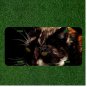 Custom Personalized License Plate Auto Tag With Gorgeous Yellow Eye Cat Design