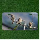 Creative License Plate Auto Tag With Three Cute Birds On Tree Branch View