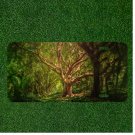 Custom Personalized License Plate Auto Tag With Amazing View Of Tree Design
