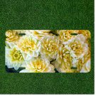 Creative License Plate Auto Tag With Gorgeous White And Yellow Flowers Design