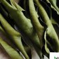 Dried Mango Leaves Natural Tea Making 100+ Leaves