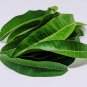 Dried Mango Leaves Natural Tea Making 100+ Leaves