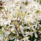 100PCS Sweet Autumn Clematic Seeds_1