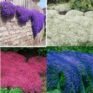 100pcsbag Creeping Thyme Seeds or Blue ROCK CRESS Seeds_1