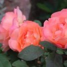 150 SEEDS  New Yellow Red Stripped Soft Rose Bush Plant_1