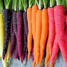 150 seeds Rainbow Blend Carrot Non-GMO_2