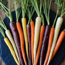 150 seeds Rainbow Blend Carrot Non-GMO_3