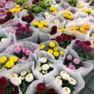 150+ Bellis perennis Flowers SEEDS Green Pink White Yellow Dark Red Daisy Flowers T1_1