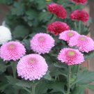 150+ Bellis perennis Flowers SEEDS Green Pink White Yellow Dark Red Daisy Flowers T4_1