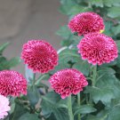 150+ Bellis perennis Flowers SEEDS Green Pink White Yellow Dark Red Daisy Flowers T6_1