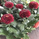 150+ Bellis perennis Flowers SEEDS Green Pink White Yellow Dark Red Daisy Flowers T7_1