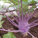 150+ Fresh Early Purple Vienna Kohlrabi Creamy Tender & Mild Heirloom SEEDS_1