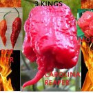 COMBOG host pepper Carolina Reaper Trinidad Moruga Scorpion Hot chili SEEDS_1
